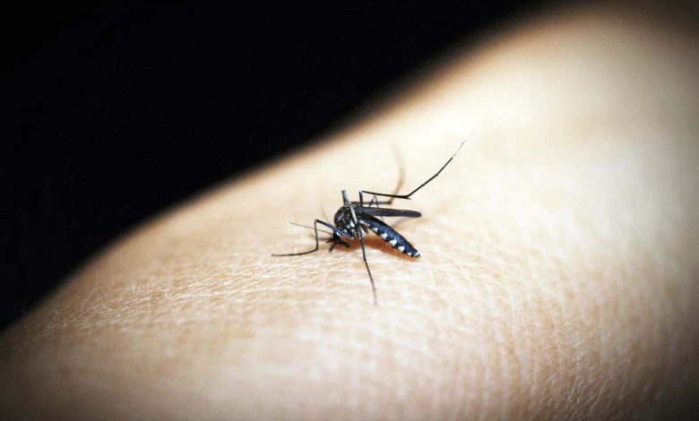 Nobody knows, but if you eat this stuff, you keep mosquitoes away: 'crazy'