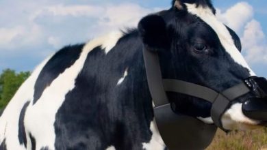 Photo of UK awards start-up €65,000 for anti-methane cow mask