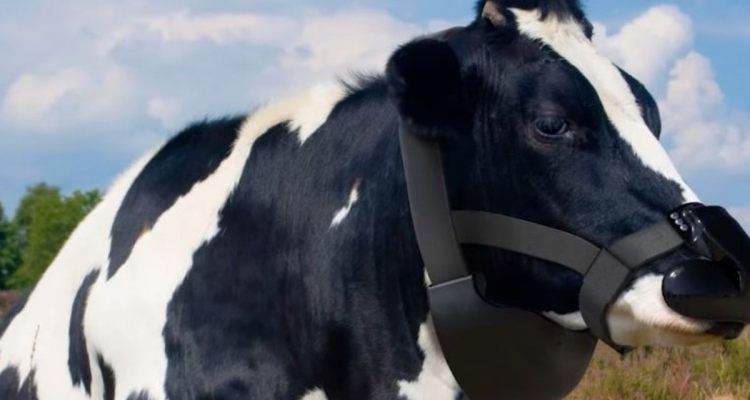 UK awards start-up €65,000 for anti-methane cow mask