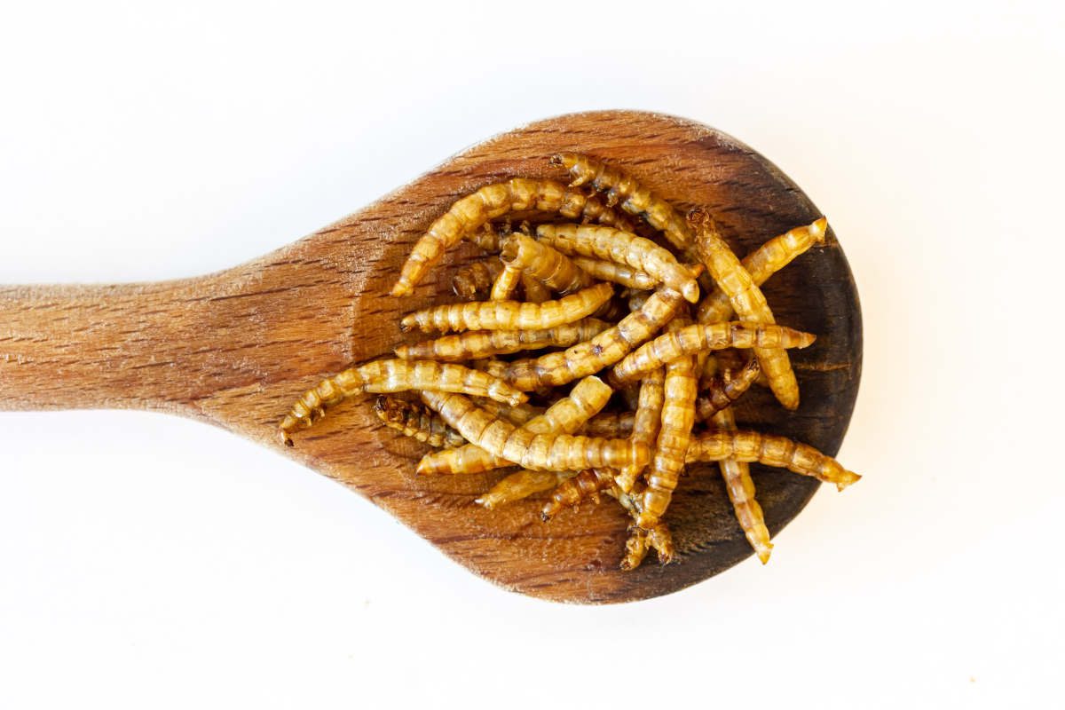 United Kingdom, a new study on meals containing insects and larvae in primary school canteens 
