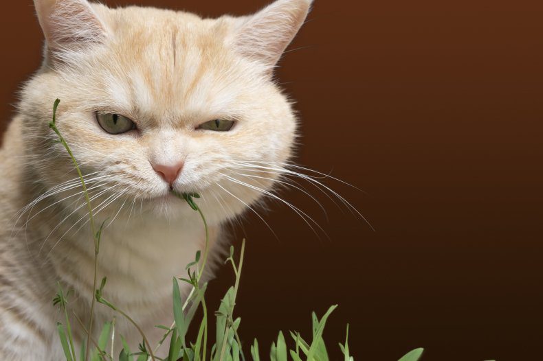 cat chewing grass