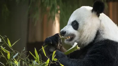 Photo of The giant wrong thumb of a panda