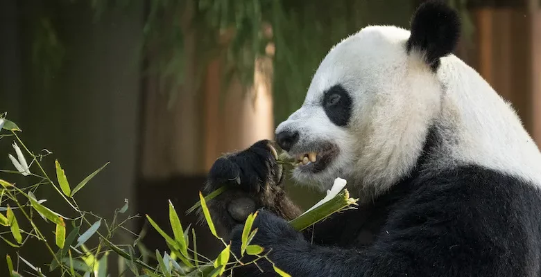 The giant wrong thumb of a panda