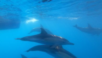 Photo of Australian dolphin DNA map ready – News
