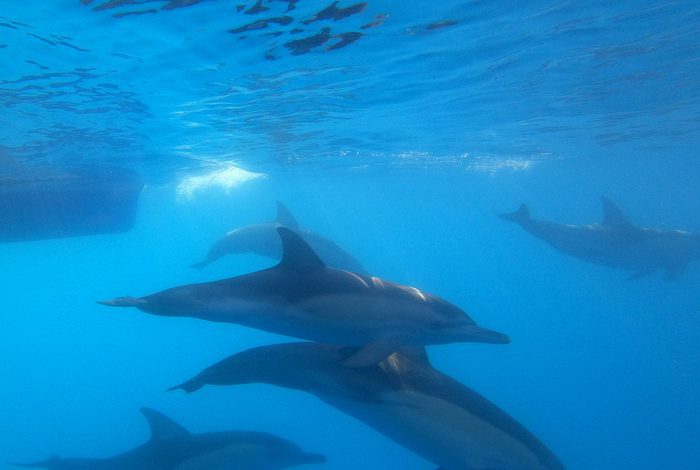 Australian dolphin DNA map ready - News