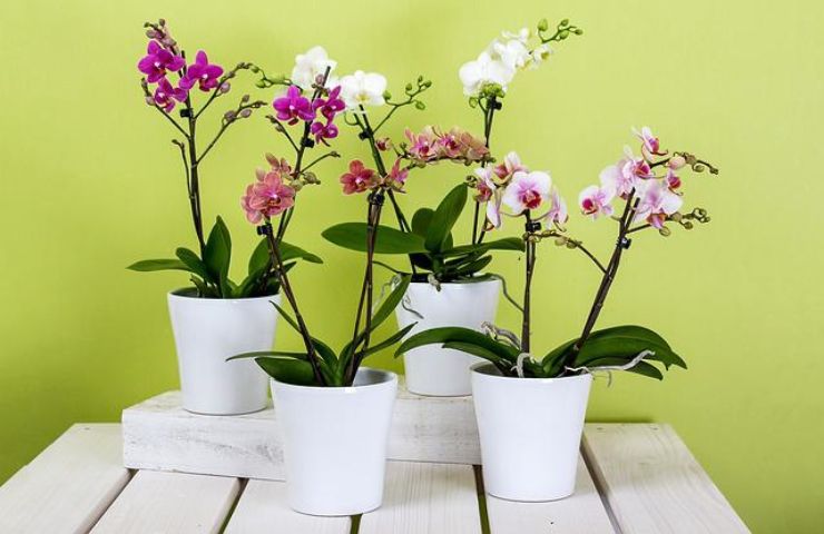 Vanilla Planifolia Orchid Special