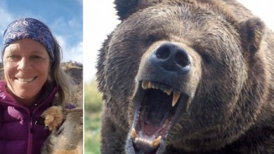 Photo of A woman scares a bear on a camping trip, and the animal comes back later and rips it apart
