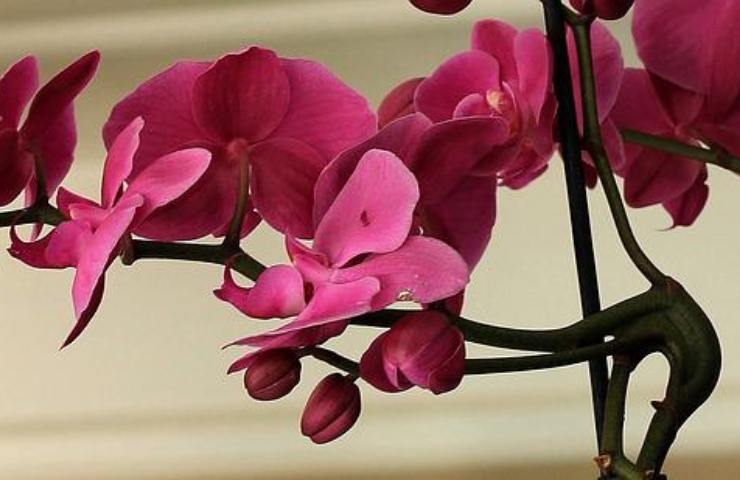Orchid vanilla planifolia