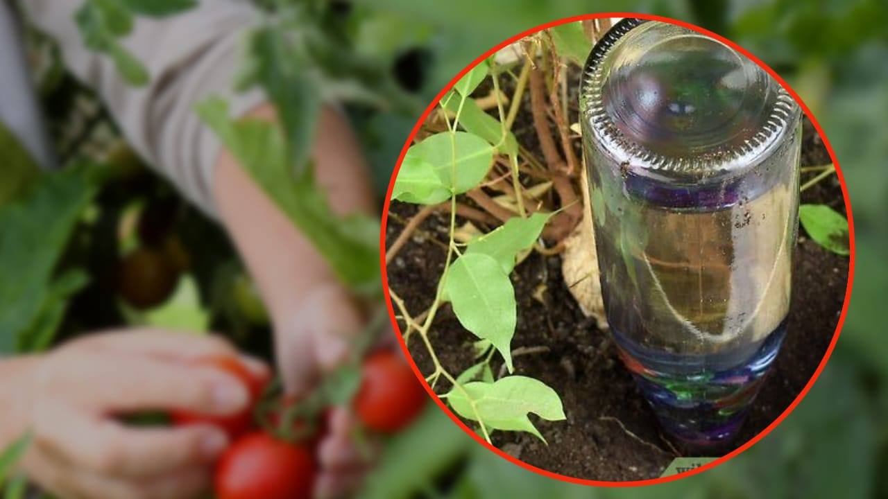 Photo of Vegetable garden, forget water: start watering your plants with wine