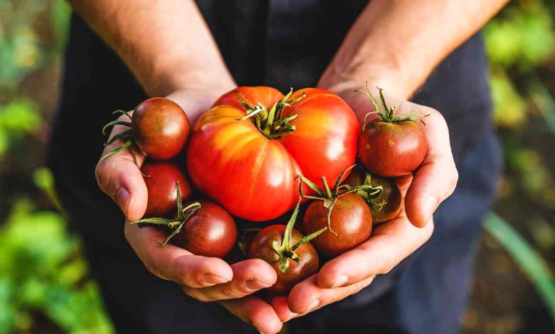 Nickel and tomatoes, thanks to an Italian company, will finally be able to eat even the intolerant