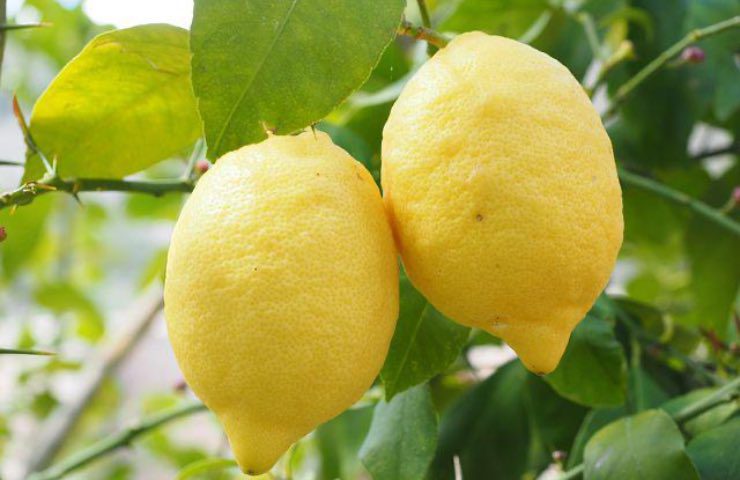 lemon tree dung