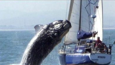 Photo of Barcelona collision with a whale, a tragedy in New Zealand: five dead