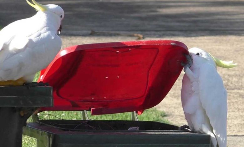 Study: Parrots continue to open rubbish bins in Australia