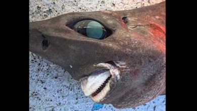 Photo of I found a fish with huge eyes and prominent teeth: what is a family?