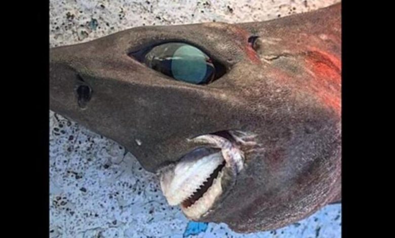 I found a fish with huge eyes and prominent teeth: what is a family?
