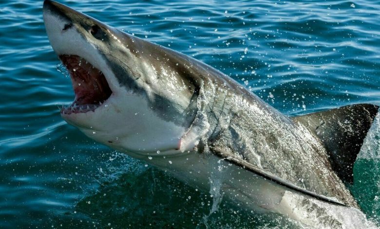 A woman was killed by a shark in the Bahamas, the 50-year-old was on a cruise with her family