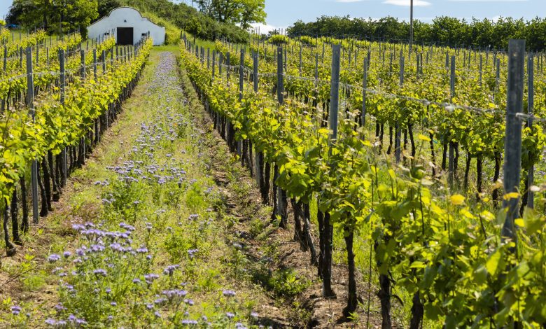 UK ready to produce more and more wine: climate change threatens to topple Italy and France