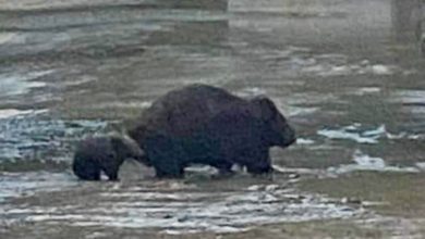 Photo of Wombat’s mother and cub try to escape floods in Australia