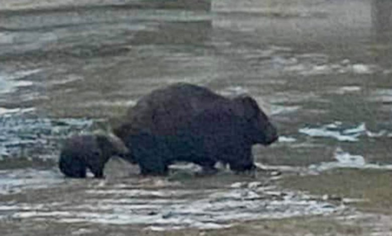 Wombat's mother and cub try to escape floods in Australia