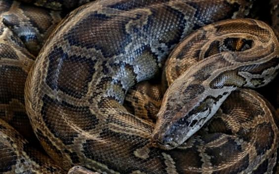 Indonesia, they found a woman inside a python nearly 7 meters long