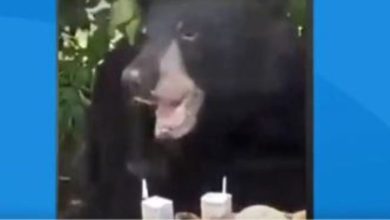 Photo of United States, a black bear breaks into a birthday party and slays the cupcakes