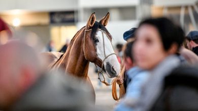 Photo of In Veronafiere, 140,000 people celebrate their passion for the equestrian world