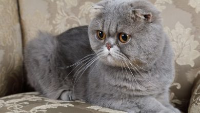 Photo of Scottish Fold: UK could ban breeding of Ed Sheeran and Taylor Swift’s beloved cat