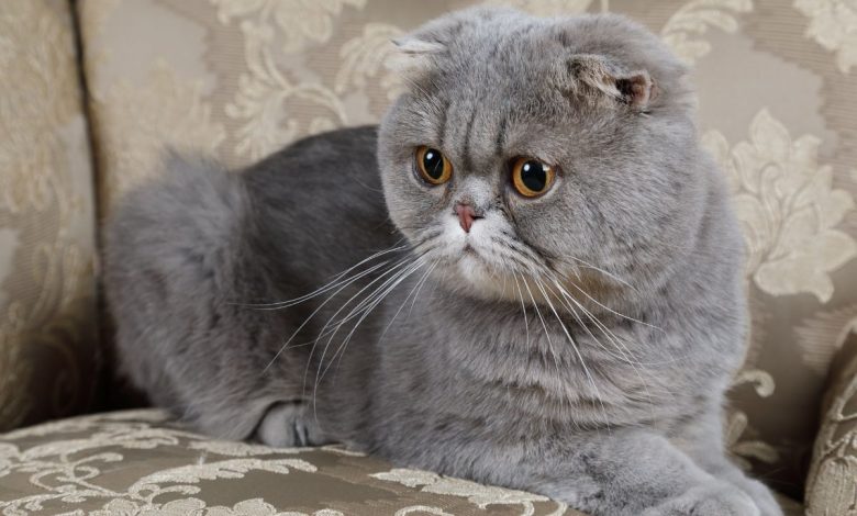 Scottish Fold: UK could ban breeding of Ed Sheeran and Taylor Swift's beloved cat