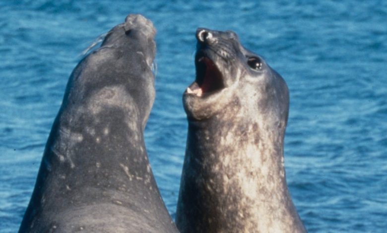 Caspian seal massacre: At least 2,500 dead found along the Russian coast.  This is why they are in danger of extinction